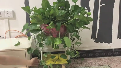 UniQart ® 10 Pcs Plant Climbing Wall Fixture Clips – Self-Adhesive Vine Holder Hooks